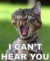 Shorthair Cat Breeder -British Cats